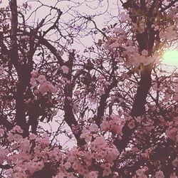 Low angle view of cherry blossom tree