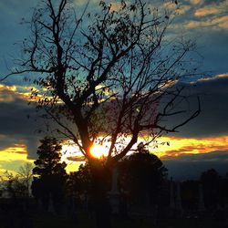 Silhouette of trees at sunset