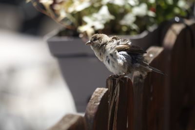 Close-up of bird perching on wood