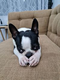 Dog relaxing on sofa at home