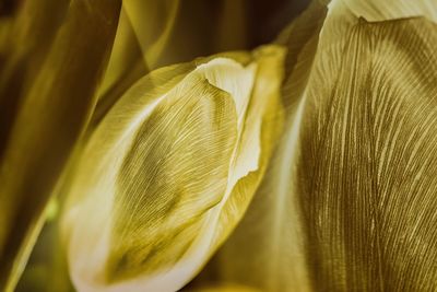 Close-up of yellow leaves flower 