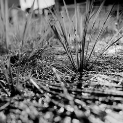 Close-up of grass growing in water