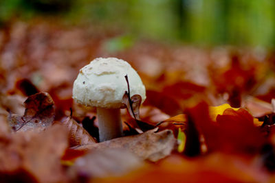 Close-up of mushroom growing on field