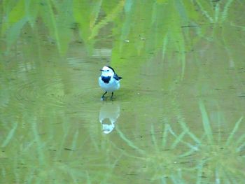 High angle view of bird swimming in lake