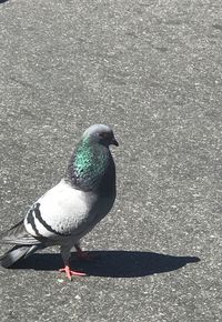 High angle view of bird perching on shore