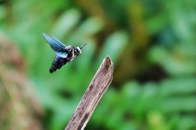 Close-up of a bird flying against blurred background