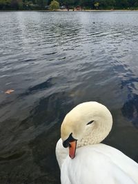 Close-up of swan floating on lake