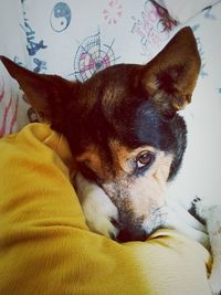 Close-up portrait of dog relaxing on bed