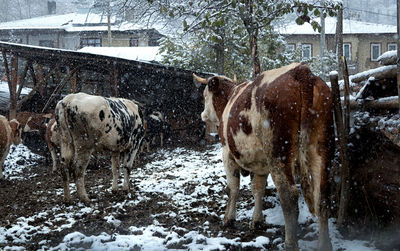 Cattle standing by houses during winter