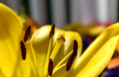 Yellow flower close up isolated.