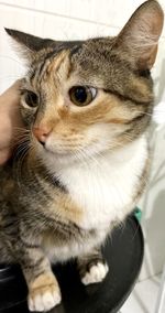 Close-up portrait of a cat