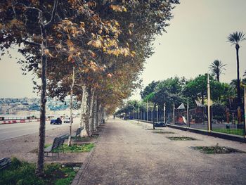 Footpath amidst trees against sky