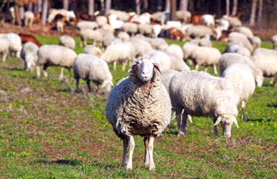 Sheep standing in farm