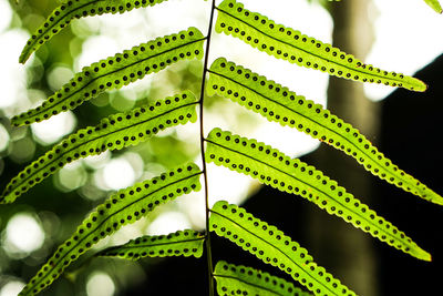 Close-up of green leaves