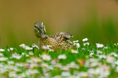 Close-up of a bird