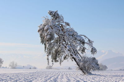 Trees on snow covered field against clear blue sky