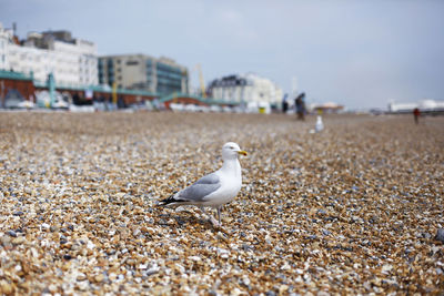 Seagull flying over white background