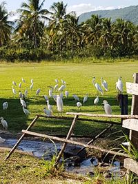 Flock of birds on grass by palm trees