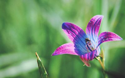 Close-up of insect on flower