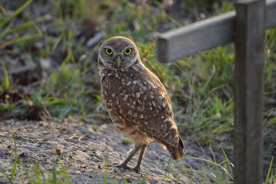 Close-up of burrowing owl