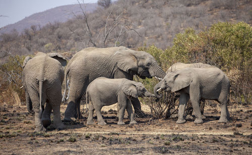 Elephants standing on land