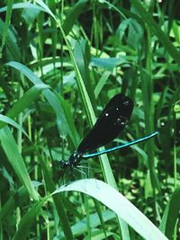 Close-up of insect perching on grass