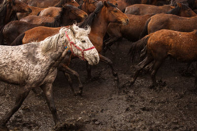 Full length of horse in land