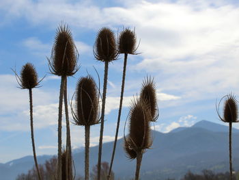 Low angle view of thistle against sky