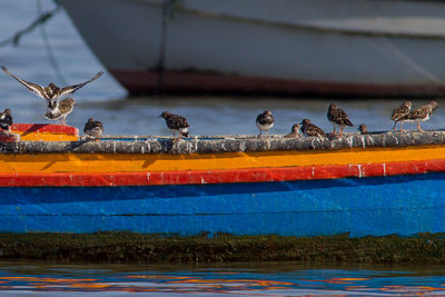 Birds on a boat