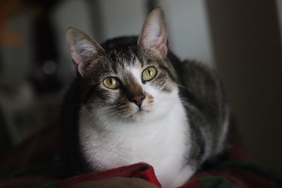 Close-up portrait of tabby cat