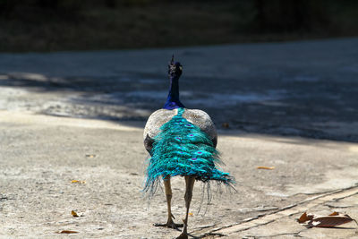 View of peacock on beach