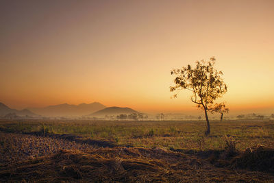 Agricultural field against sky during sunset