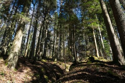 Low angle view of bamboo trees in forest