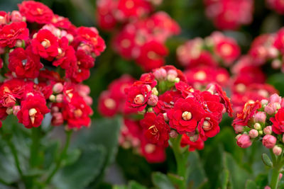 Close-up of red flowering plant