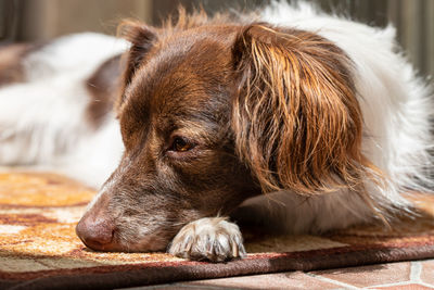 Close-up of a dog resting
