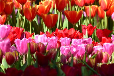 Close-up of red tulips