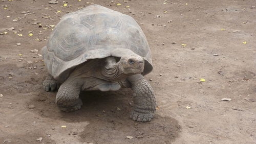 High angle view of giant tortoise on galápagos islands. 