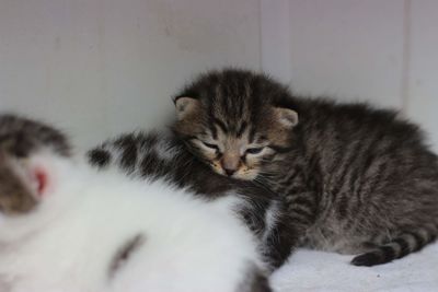 Cat sleeping in home