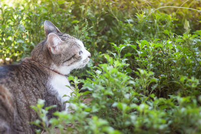 Side view of a squirrel on land