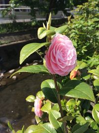 Close-up of pink rose