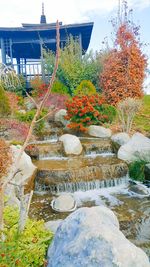 Plants growing by rocks against sky