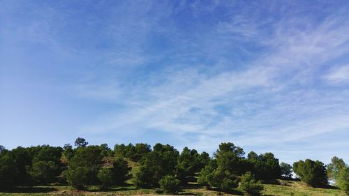 Trees on landscape against blue sky