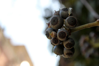 Close-up of fruit growing on tree