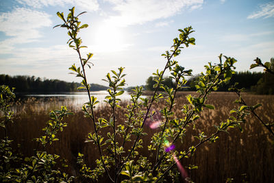 Plants growing on field against sky