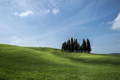 Trees on field against sky