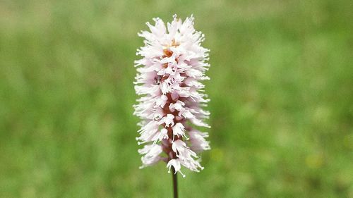 Close-up of fresh flowers blooming outdoors