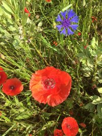 Close-up of poppy blooming on field