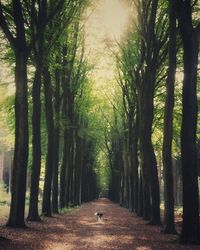 Footpath amidst trees in forest