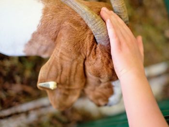 Close-up of hand holding cat