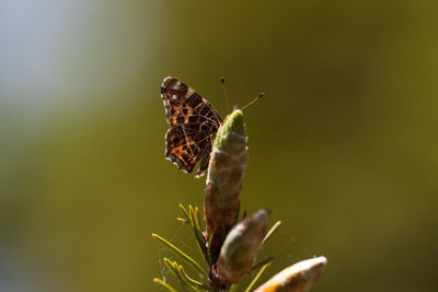 Close-up of butterfly on plant